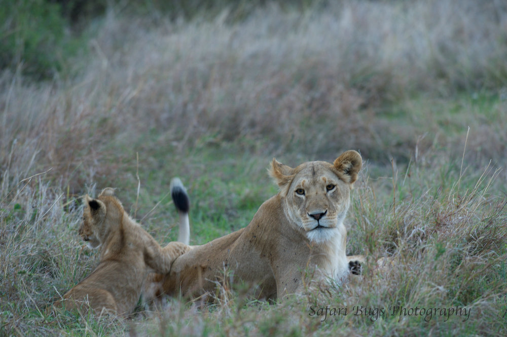 Lioness Safari Bugs (7).jpg