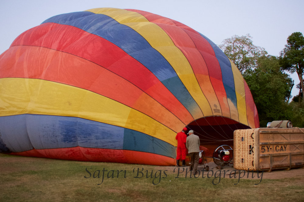 Balloon Safari Bugs.jpg