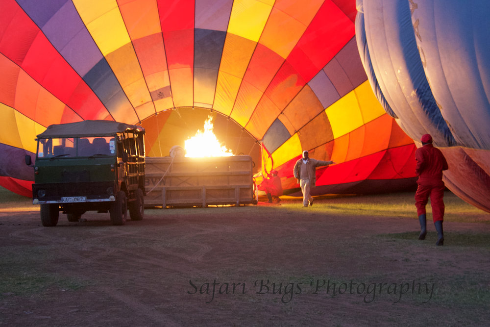 Balloon Safari Bugs (1).jpg