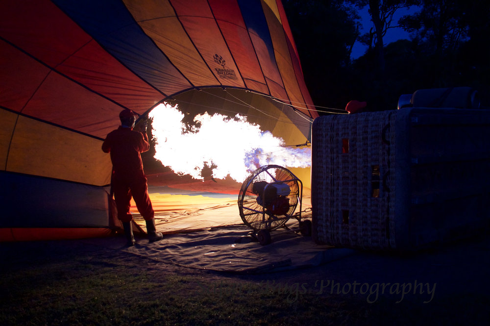 Balloon Safari Bugs (2).jpg