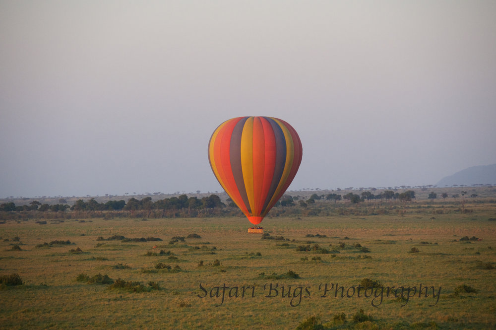 Balloon Safari Bugs (7).jpg