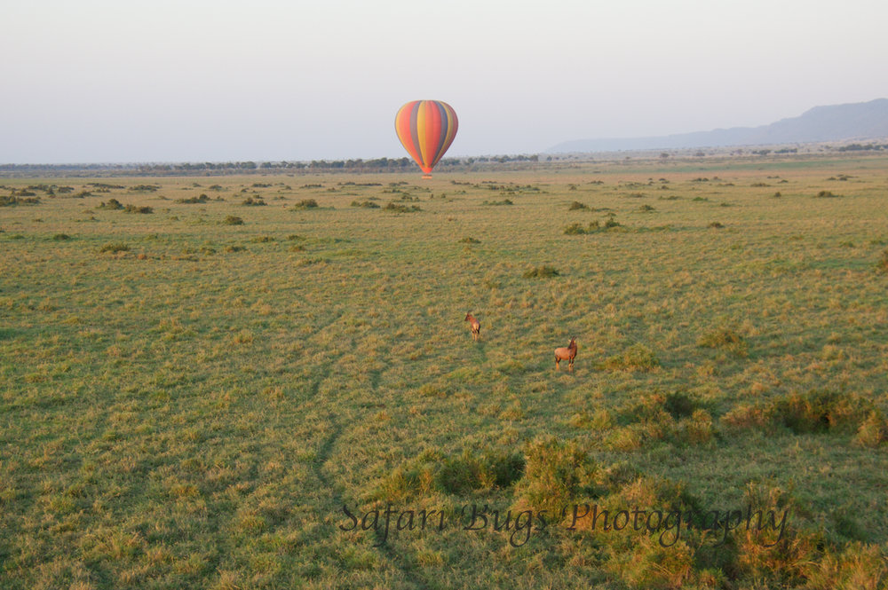 Balloon Safari Bugs (8).jpg