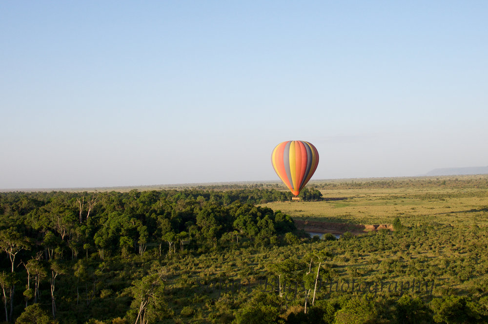 Balloon Safari Bugs (15).jpg