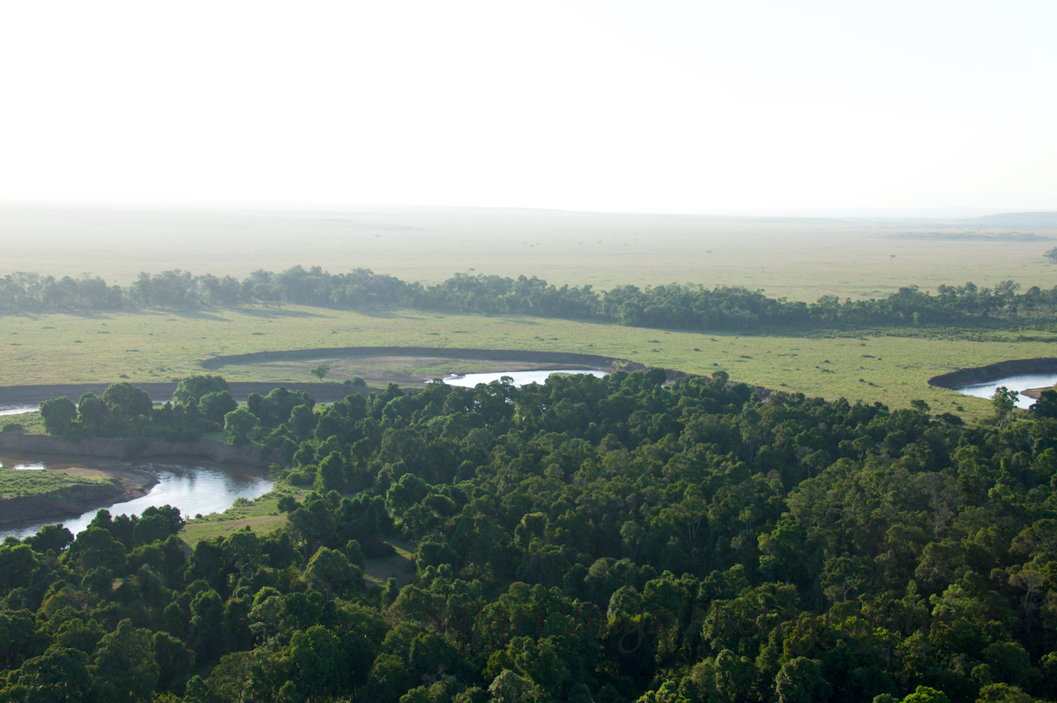 Balloon Safari Bugs (16).jpg