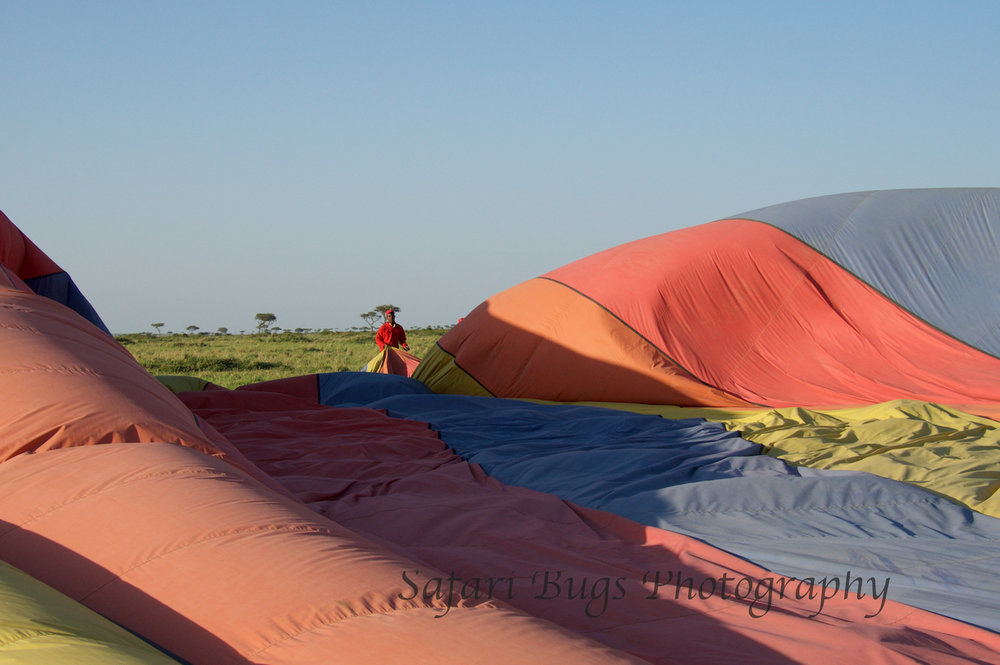 Balloon Safari Bugs (18).jpg