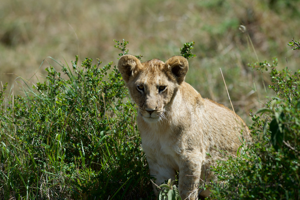 Lion Cub Safari Bugs.jpg
