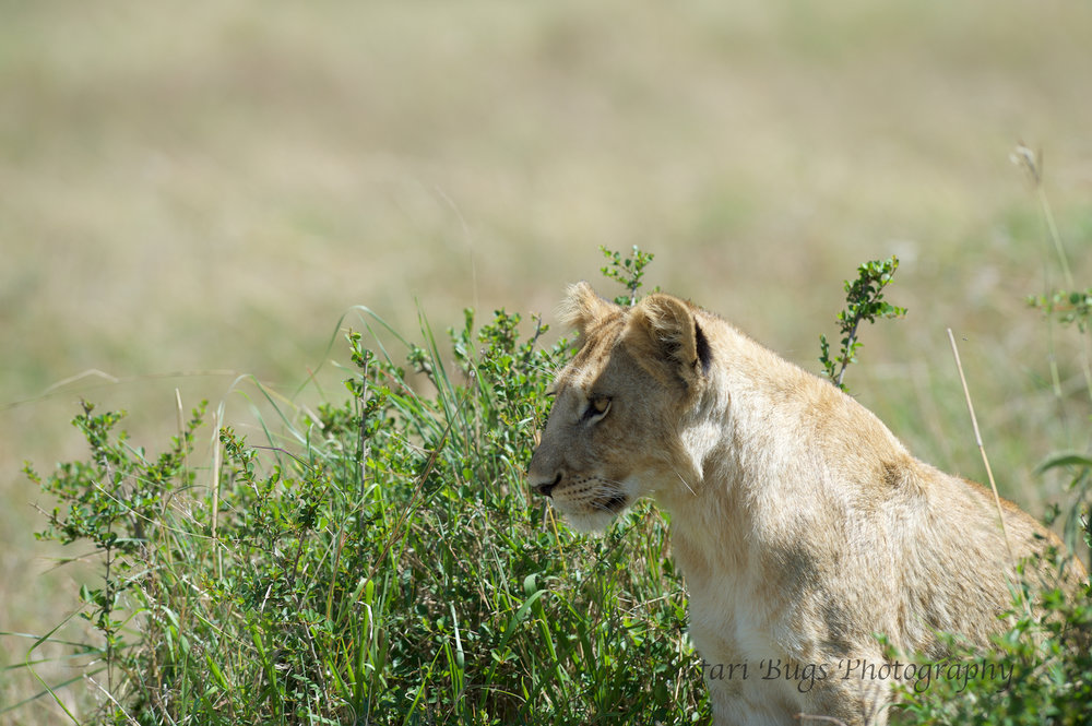 Lion Cub Safari Bugs (1).jpg