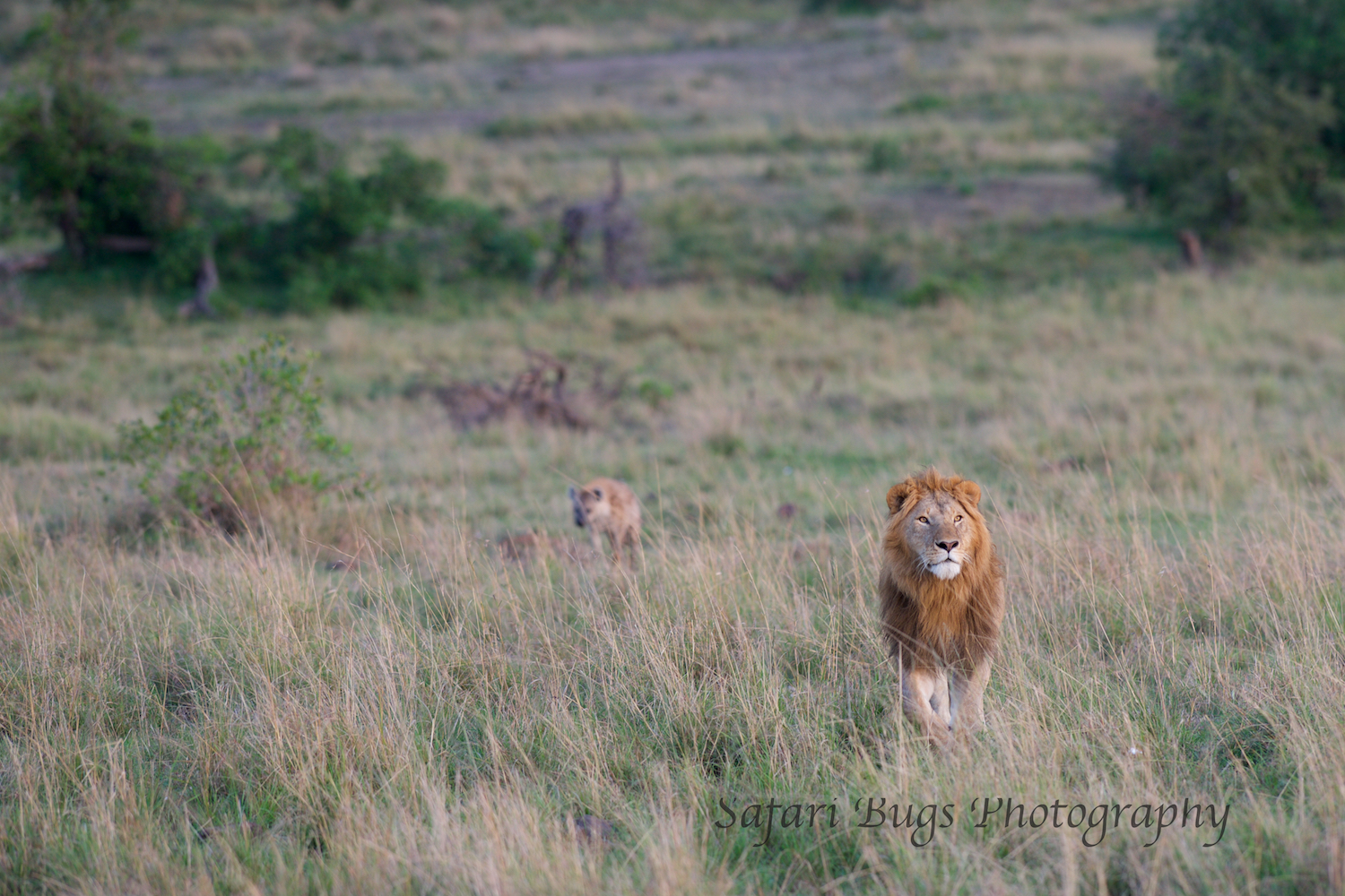Lion and Hyena Safari Bugs.jpg