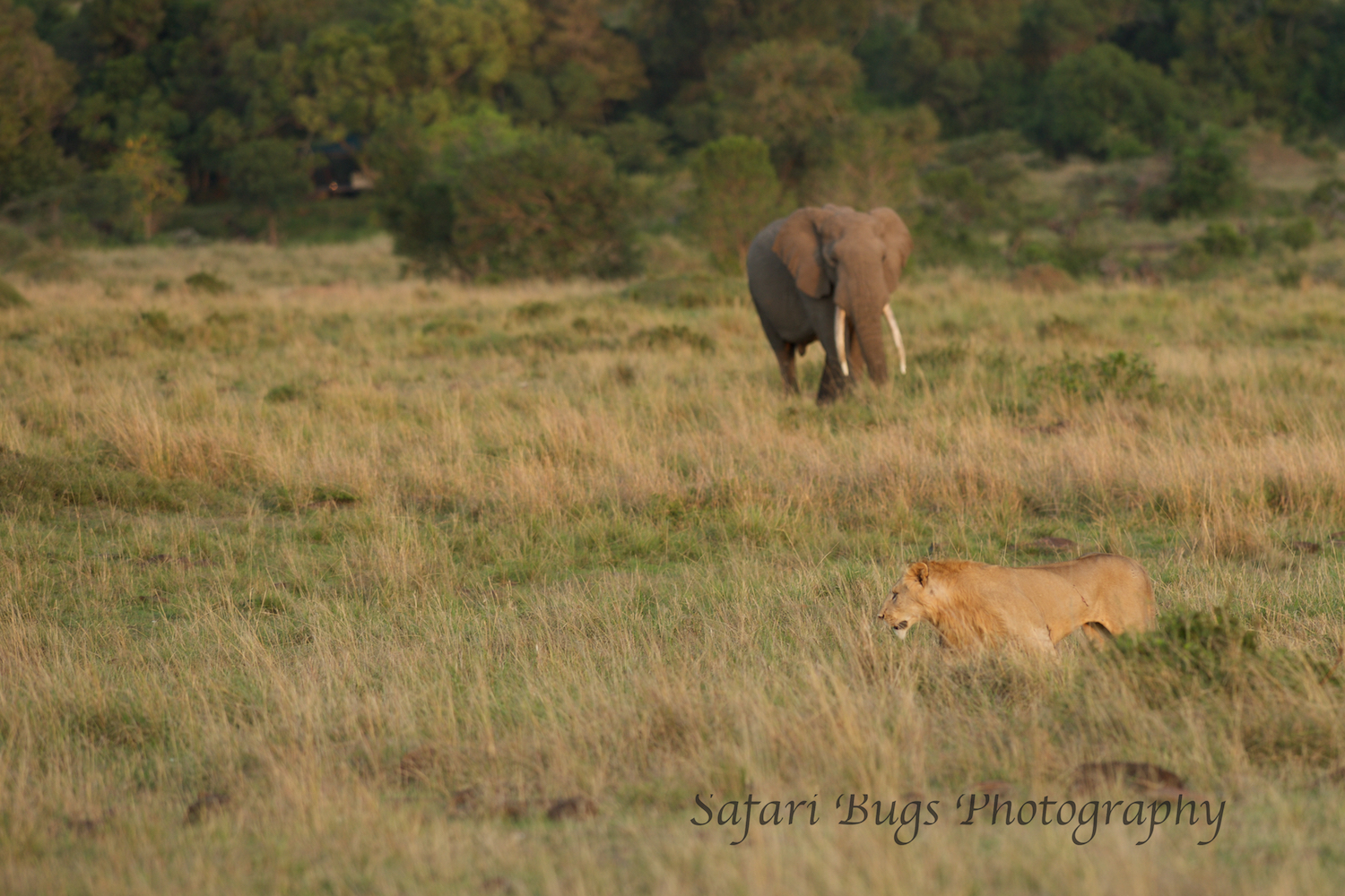 Lion and Elephant Safari Bugs.jpg