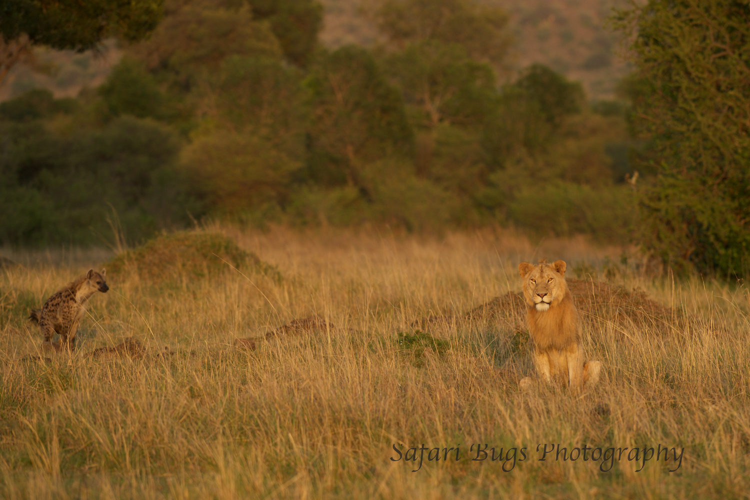 Lion and Hyena Safari Bugs (1).jpg