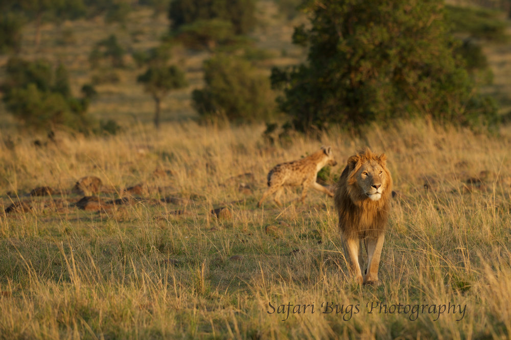 Lion and Hyena Safari Bugs (2).jpg