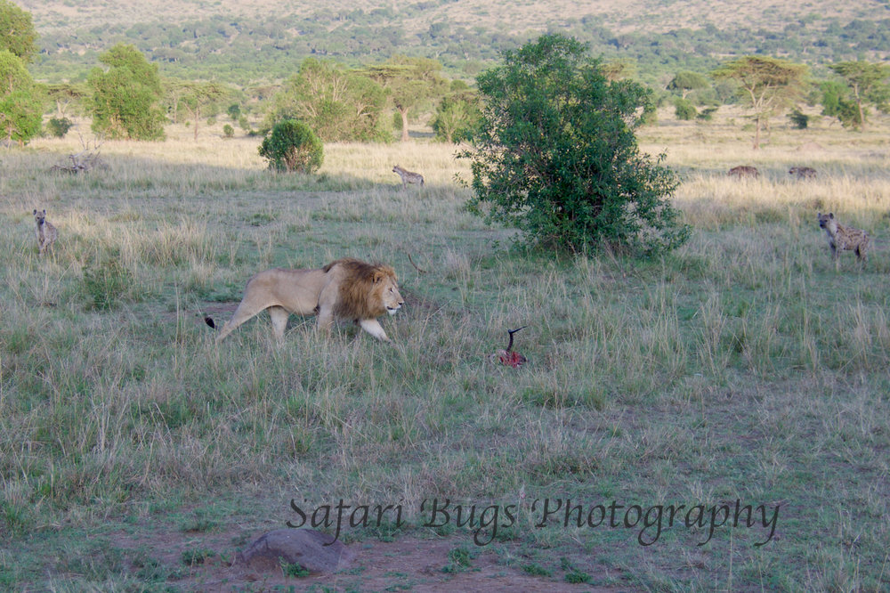 Lion & Hyena.jpg