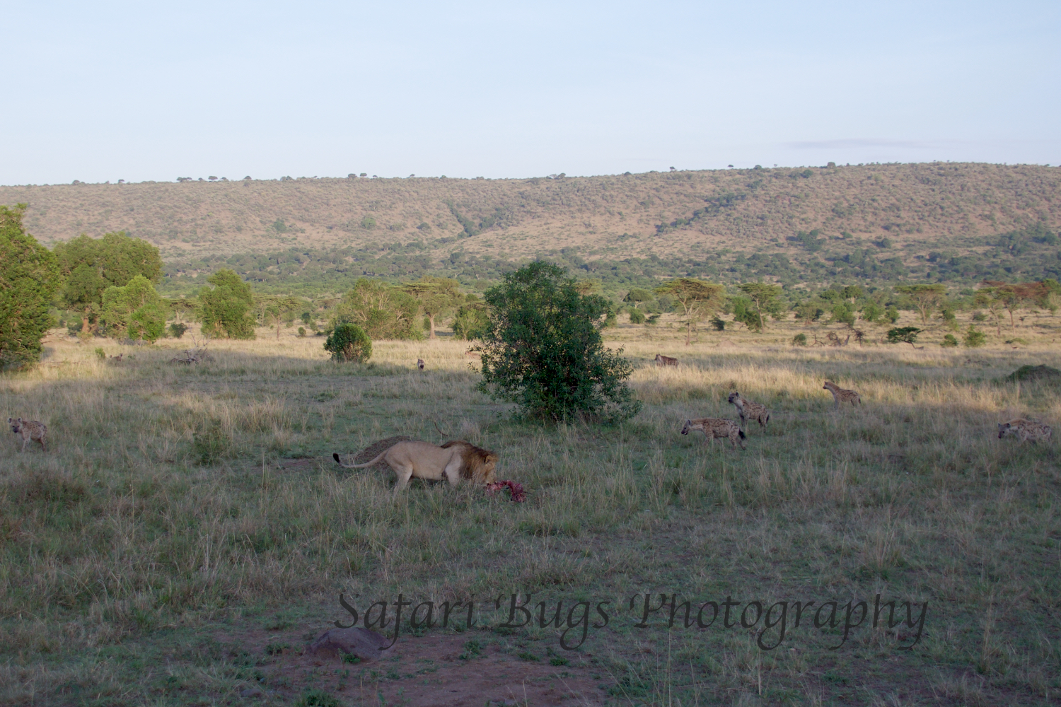 Lion & Hyenas.jpg