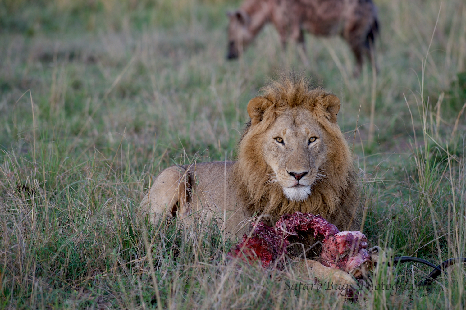 Lion & Hyena (1).jpg