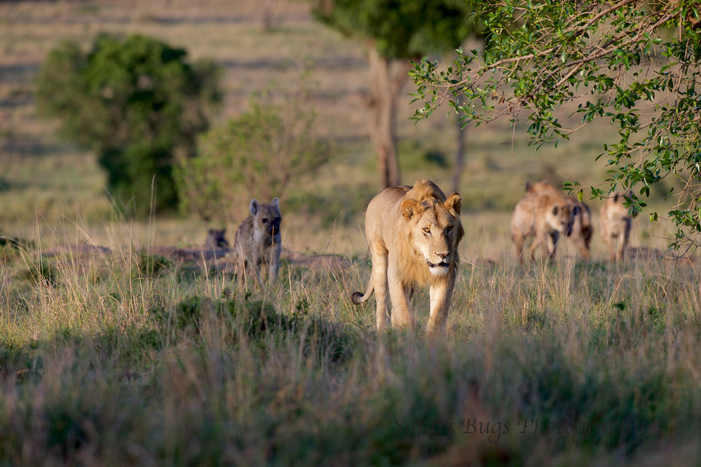 Lion & Hyena (3).jpg