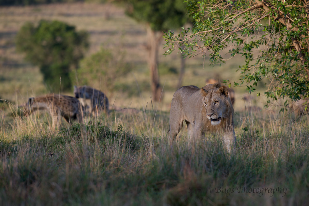 Lion & Hyena (4).jpg