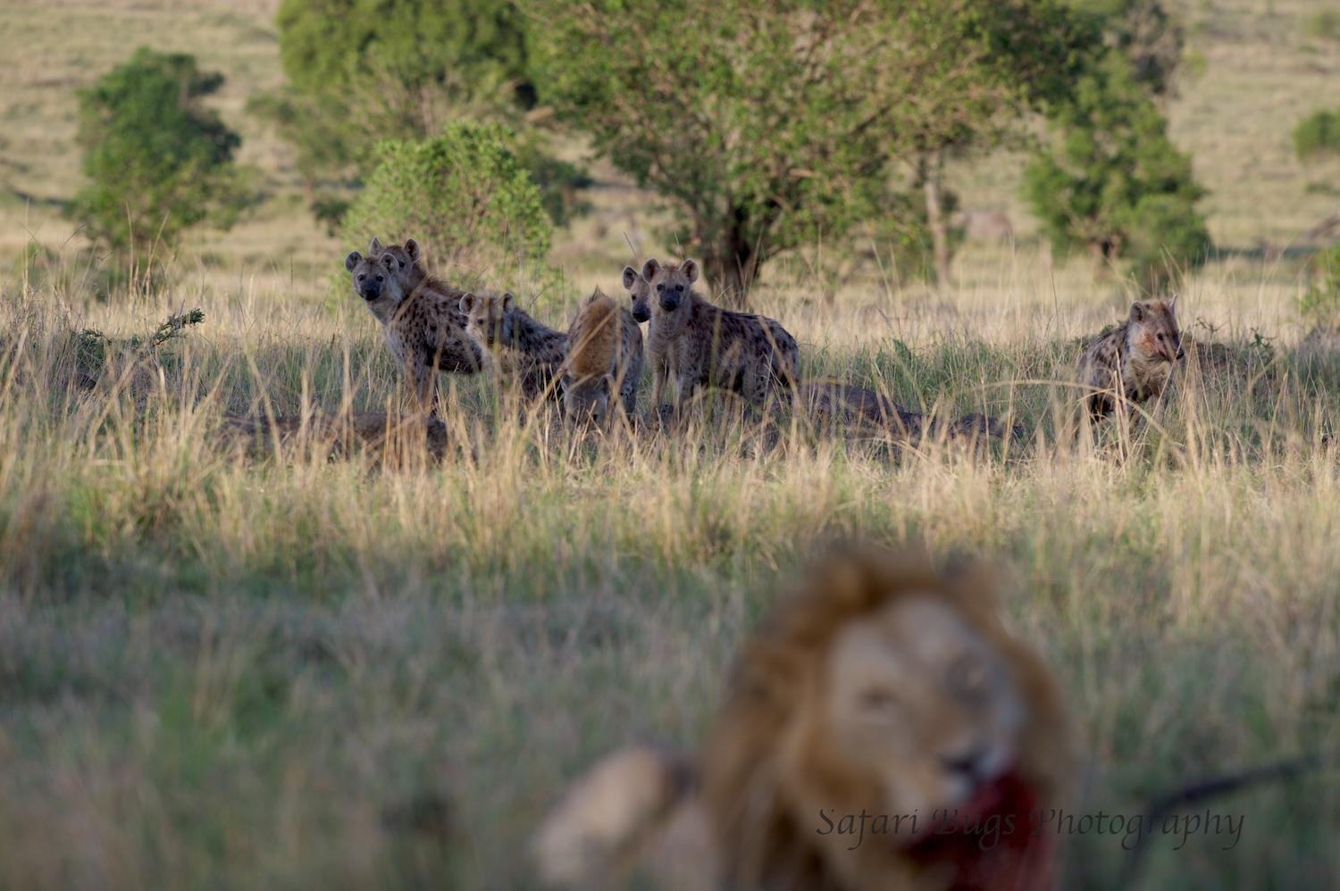 Lion & Hyenas (2).jpg