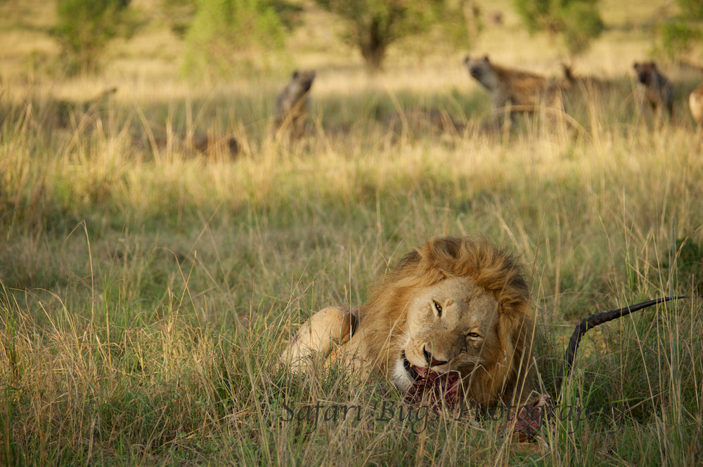 Lion & Hyenas (3).jpg