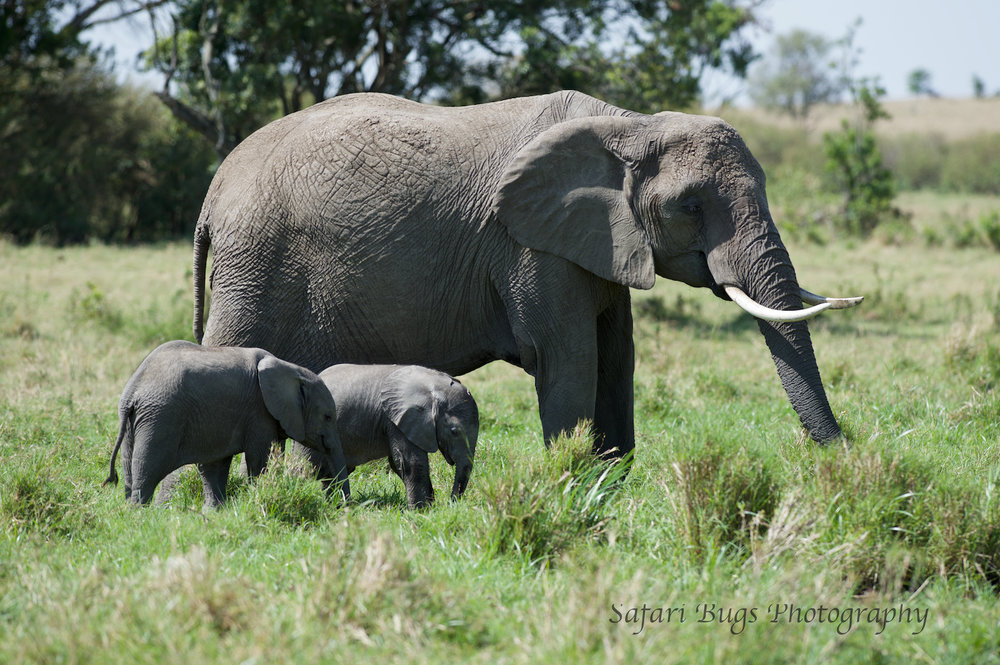 Elephants Safari Bugs.jpg