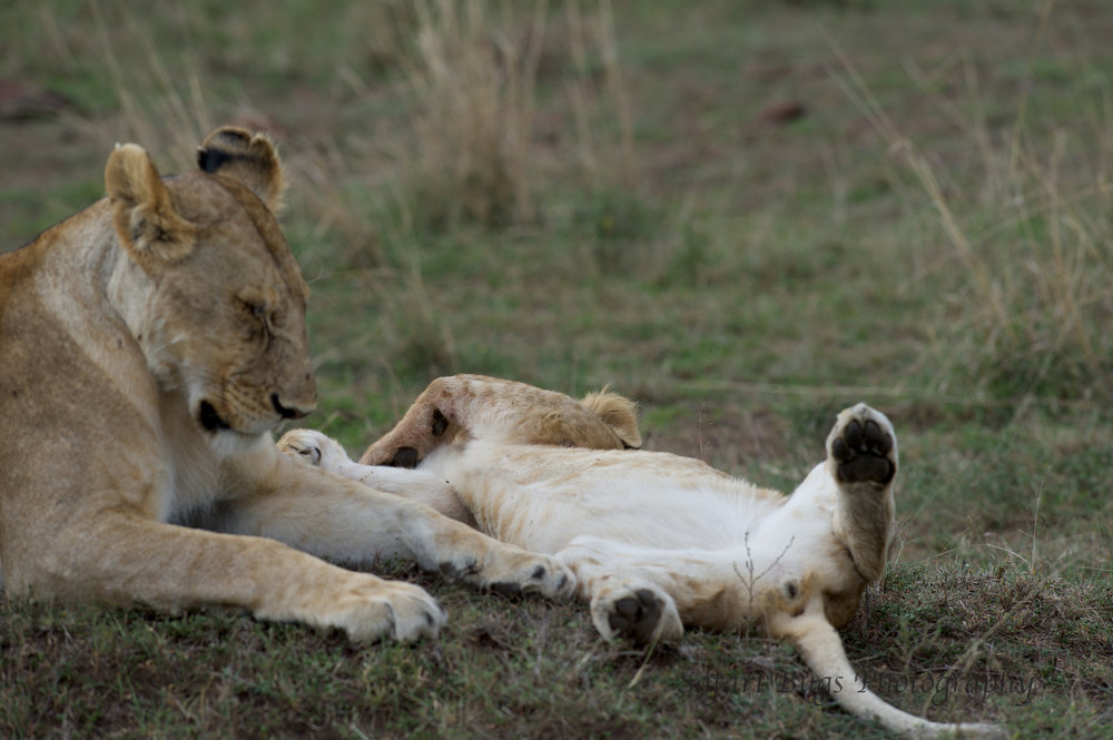 Sleeping Lions Safari Bugs.jpg