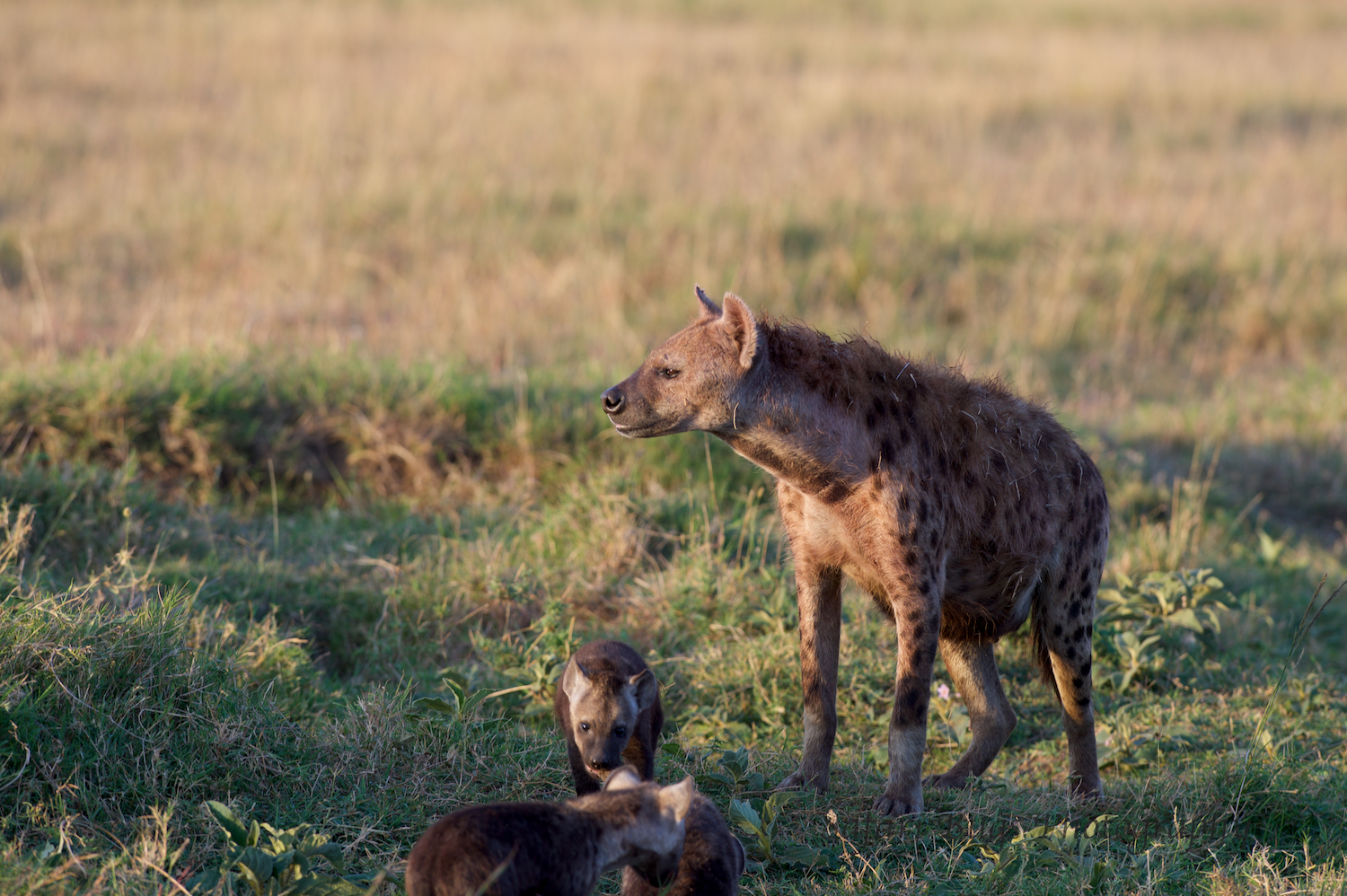 Hyena Safari Bugs (1).jpg