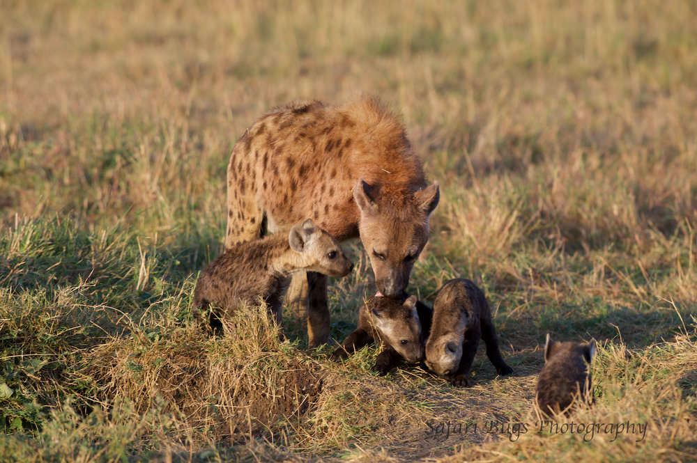 Hyena Safari Bugs (2).jpg