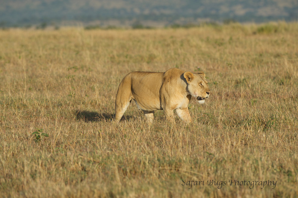 Lioness Safari Bugs (9).jpg