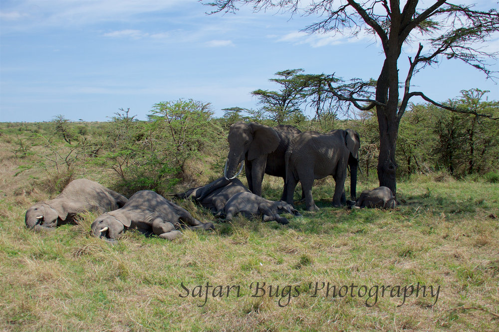 Elephants Safari Bugs (2).jpg