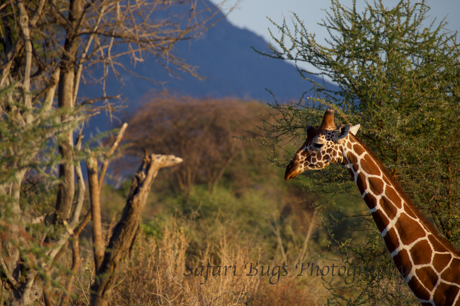 Reticulated Giraffe
