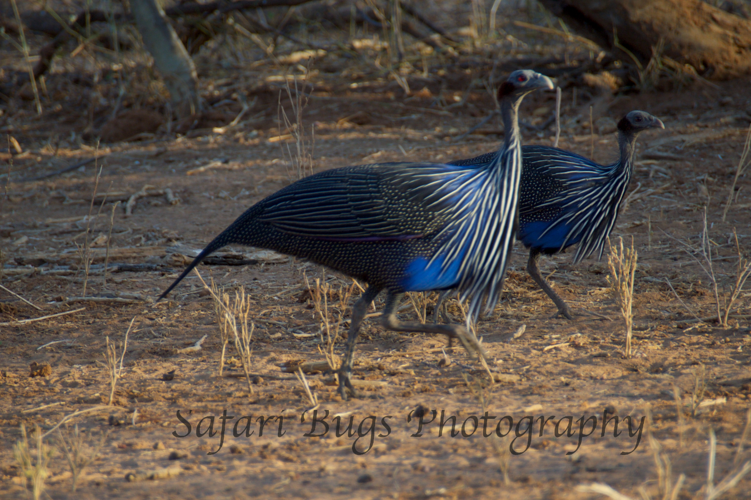Vulture Guinea Fowl