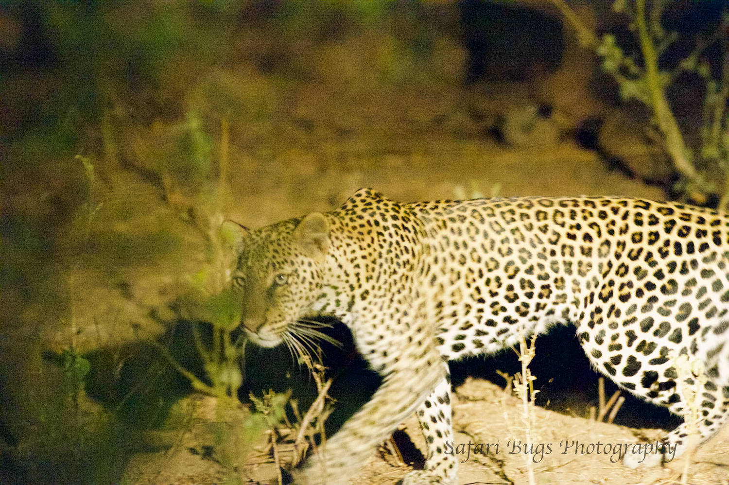 Sarara Safari Bugs (36).jpg
