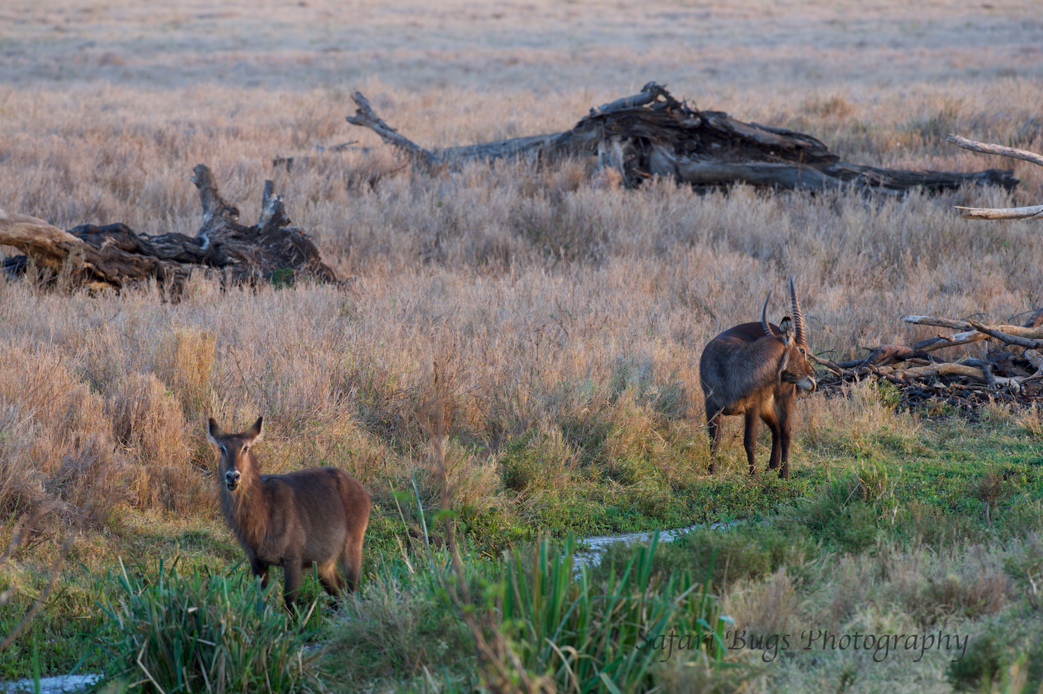 Waterbuck