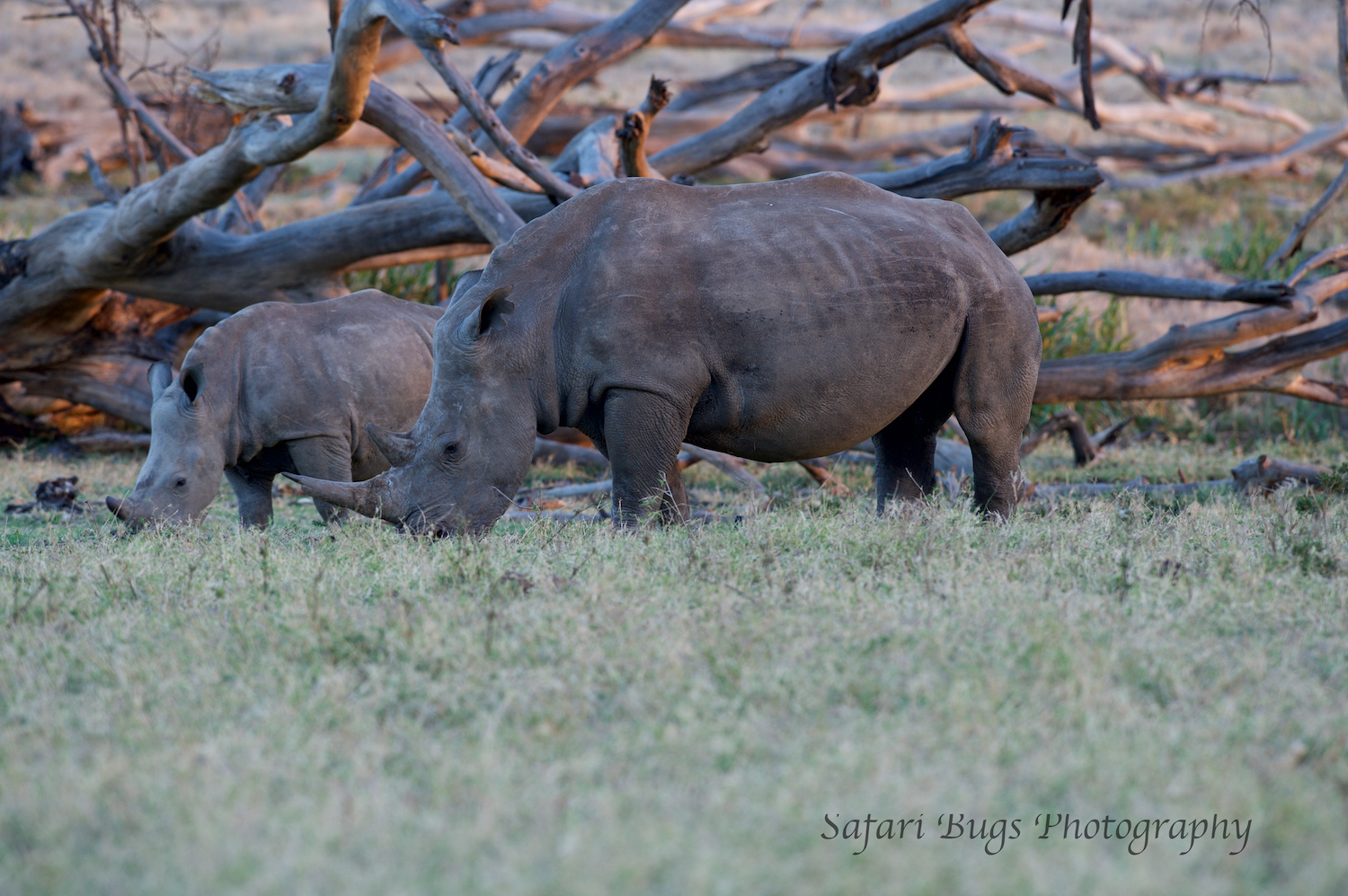 Rhinos