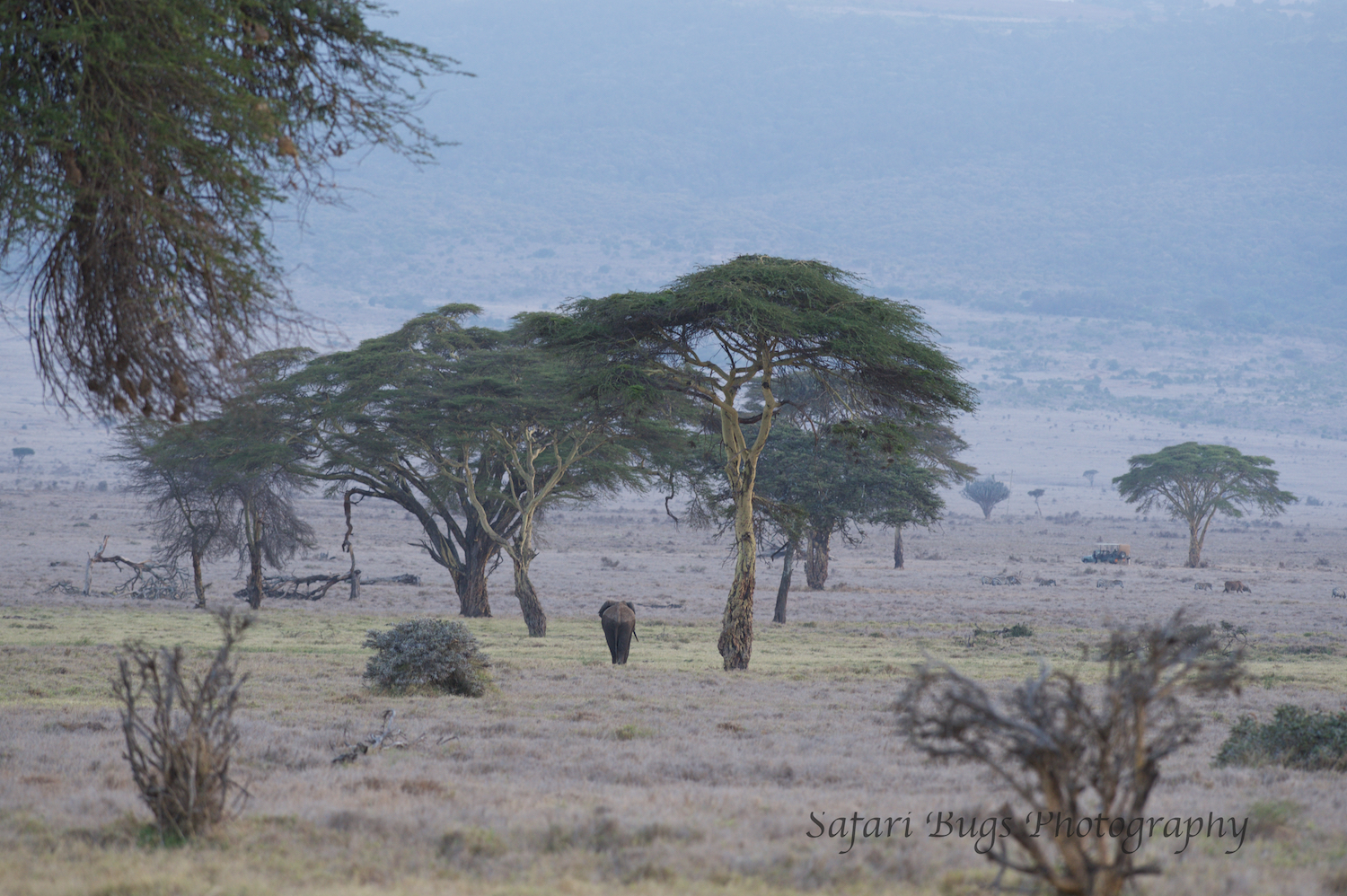 Elephant in the Distance