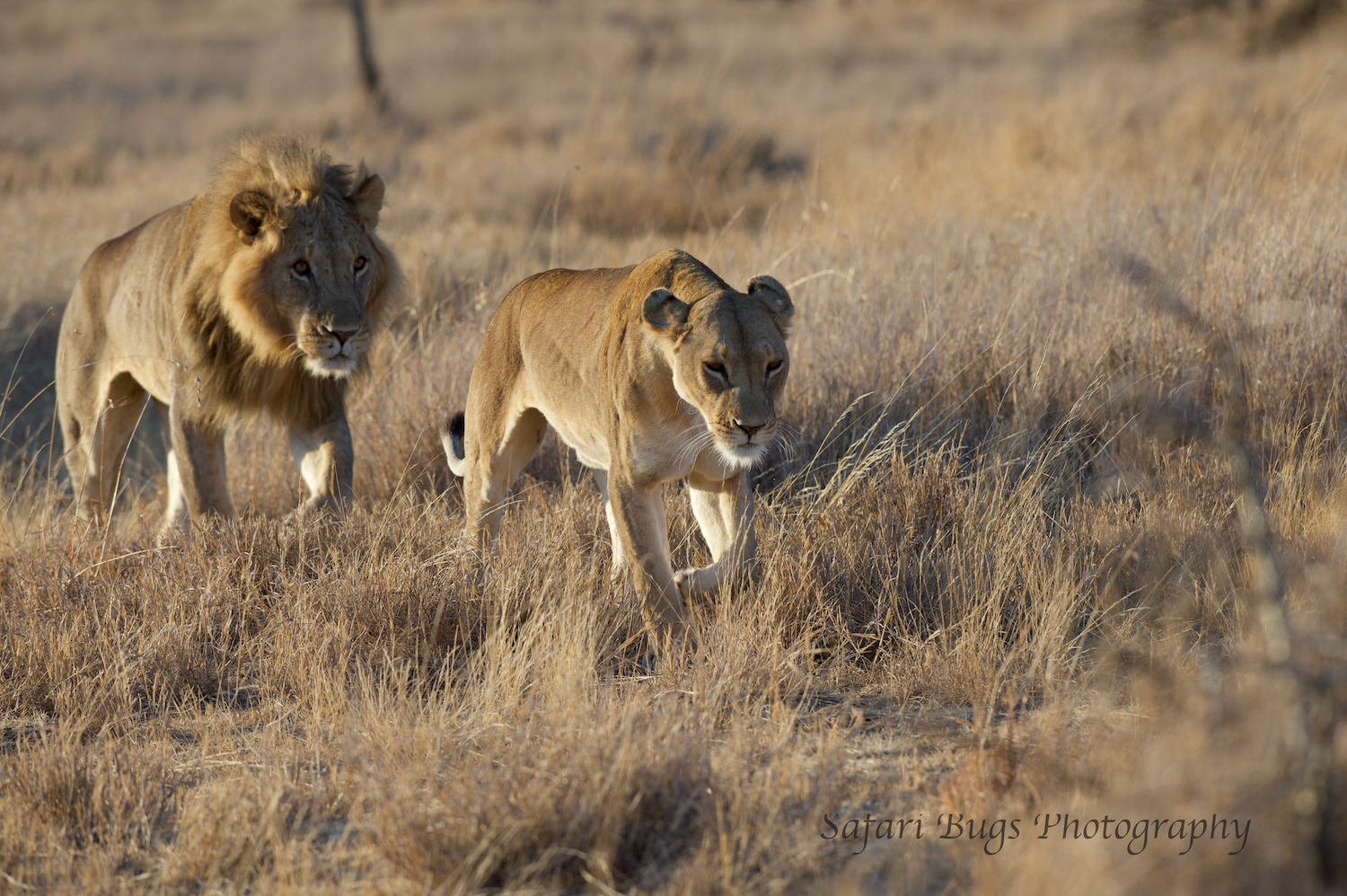 Lion Courting Lioness