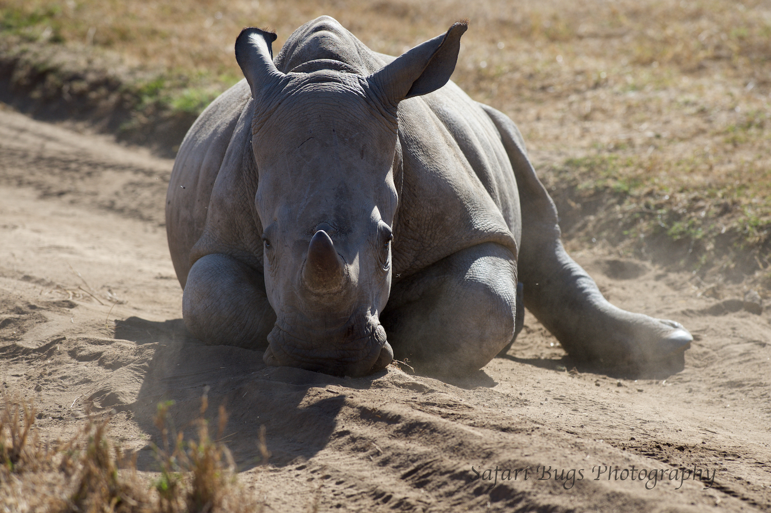 Baby Rhino