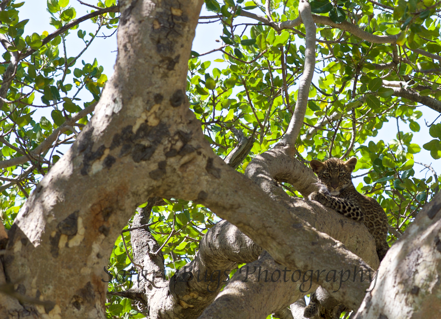 Safari Bugs Bushtops Leopard.jpg