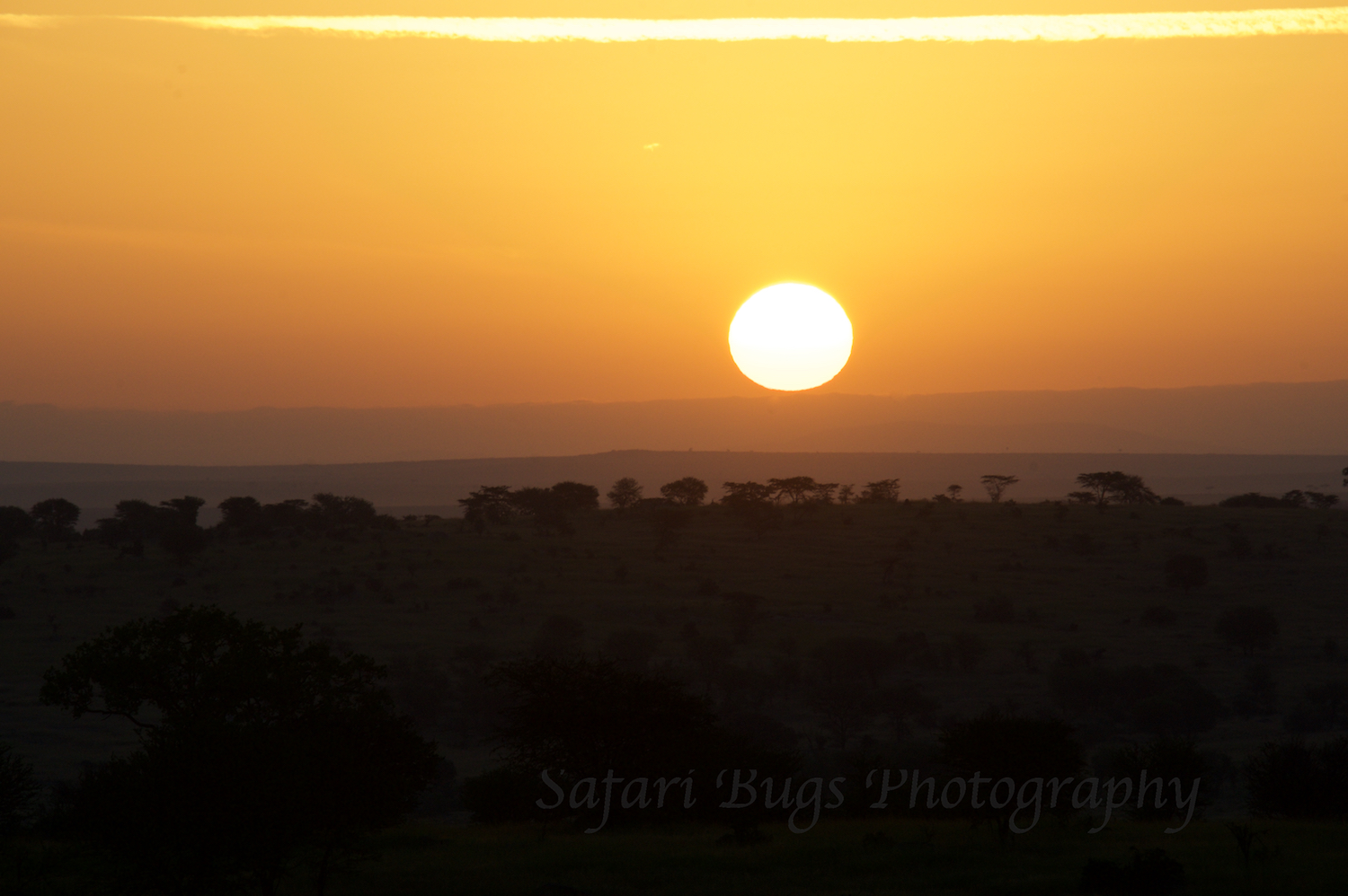 Safari Bugs Bushtops Camp.jpg