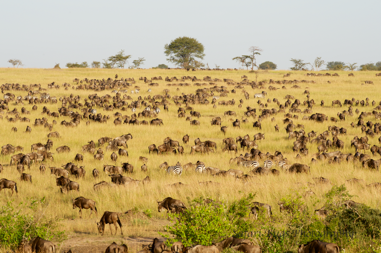 Safari Bugs Bushtops 1 day drive.jpg