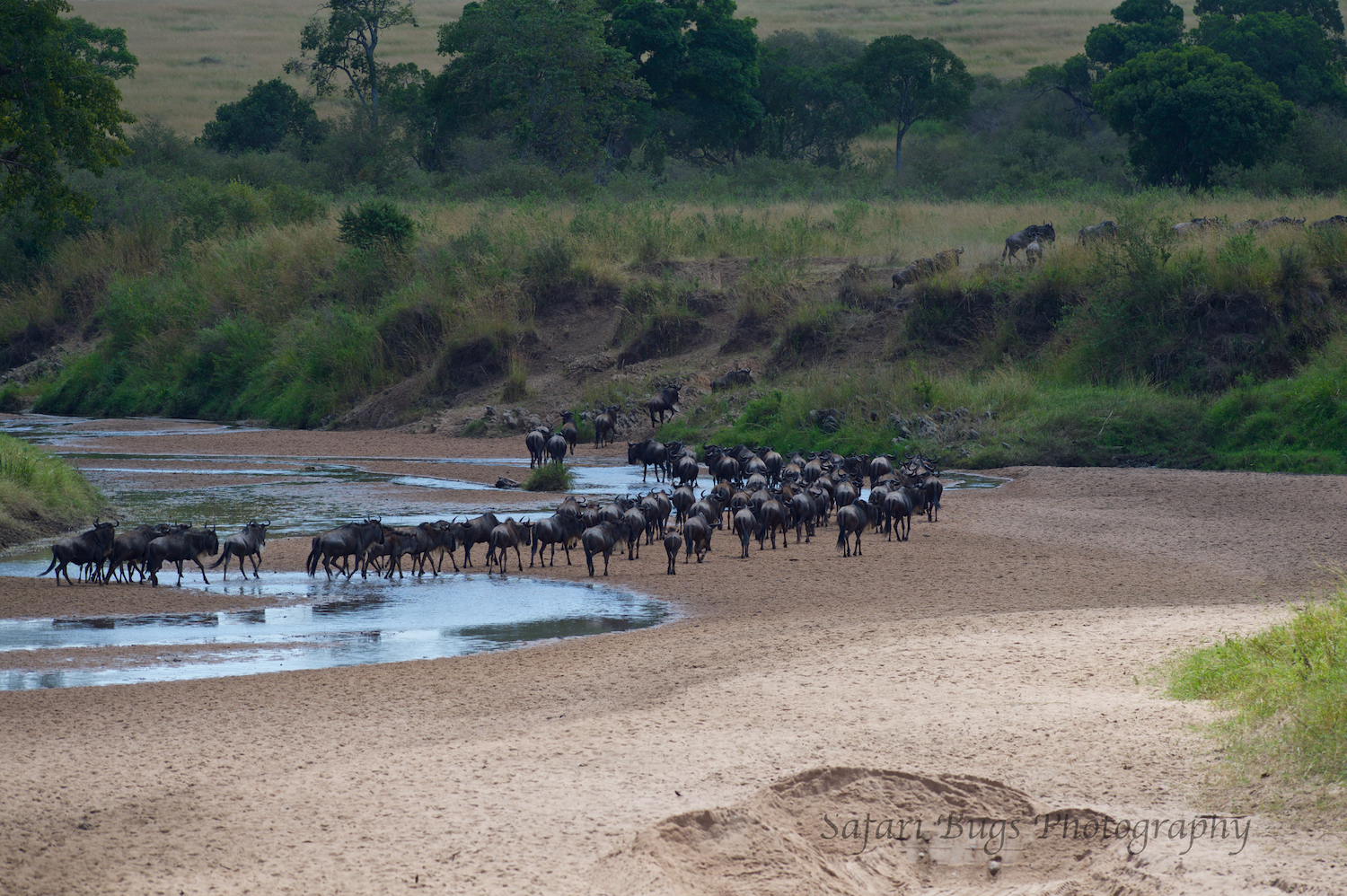 Safari Bugs Bushtops 1 day drive (23).jpg