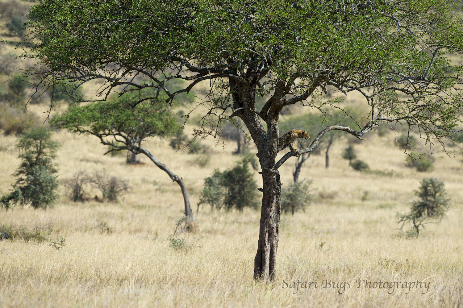 Safari Bugs Roving Bushtops (6).jpg