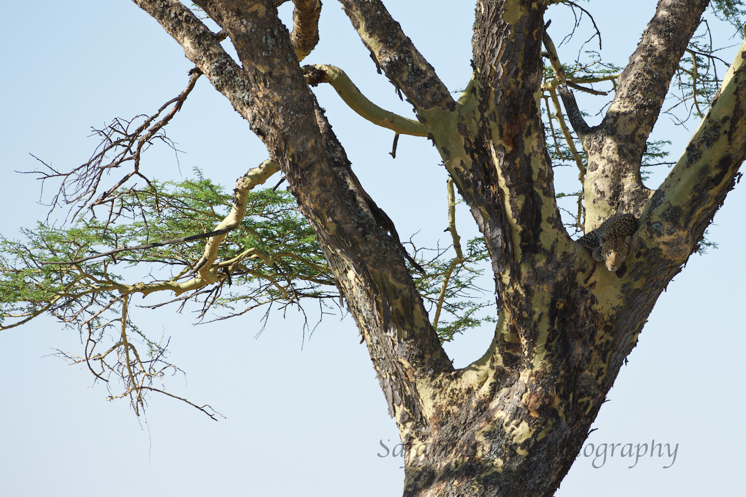 Spot the Leopard