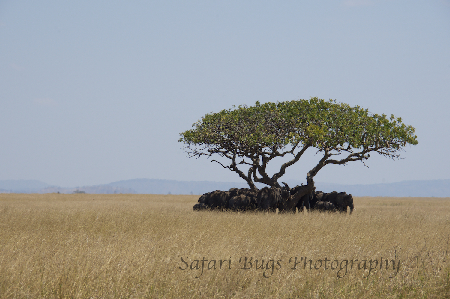 Elephants Fighting for Shade