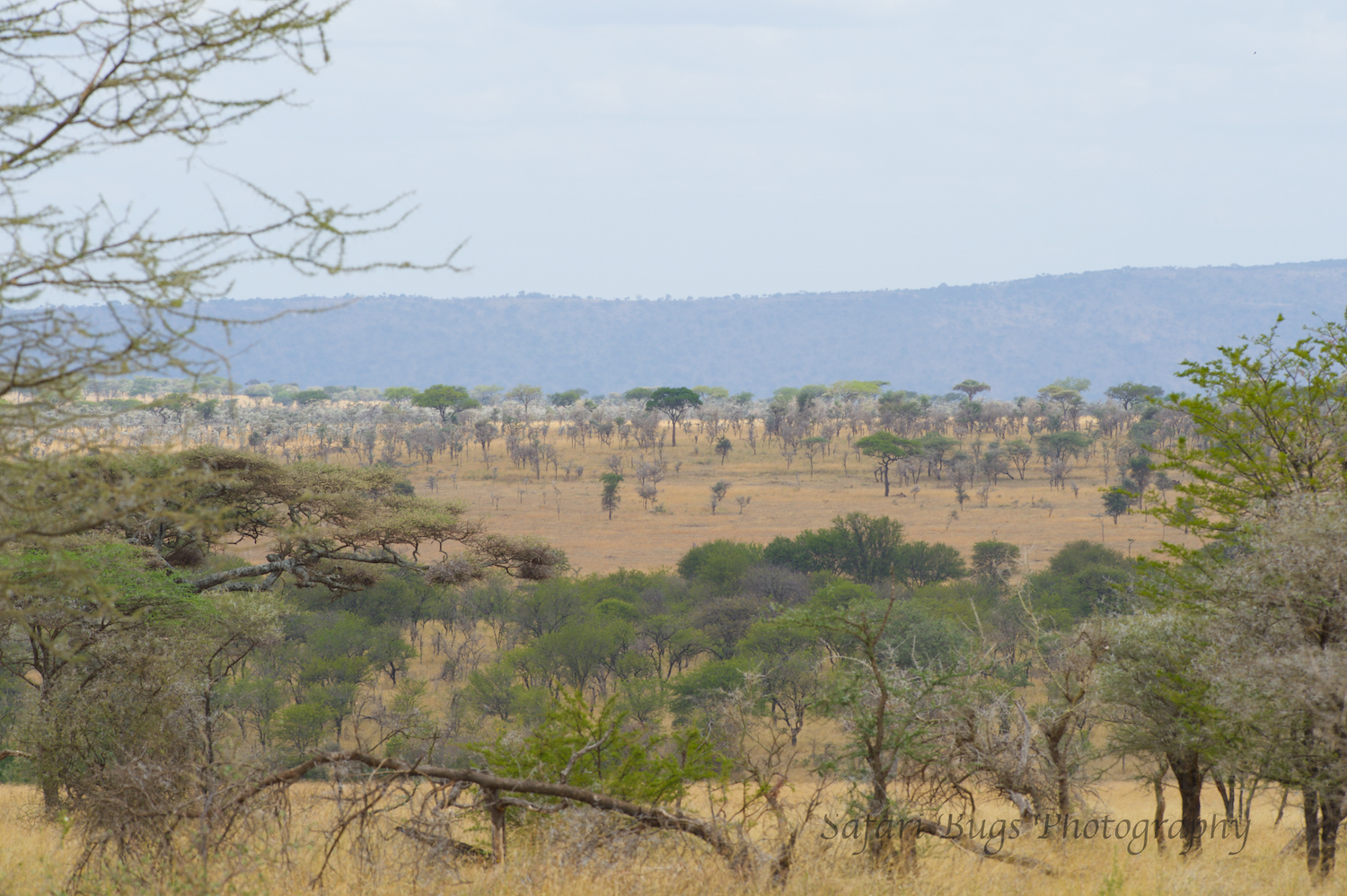 Safari Bugs Roving Bushtops (32).jpg