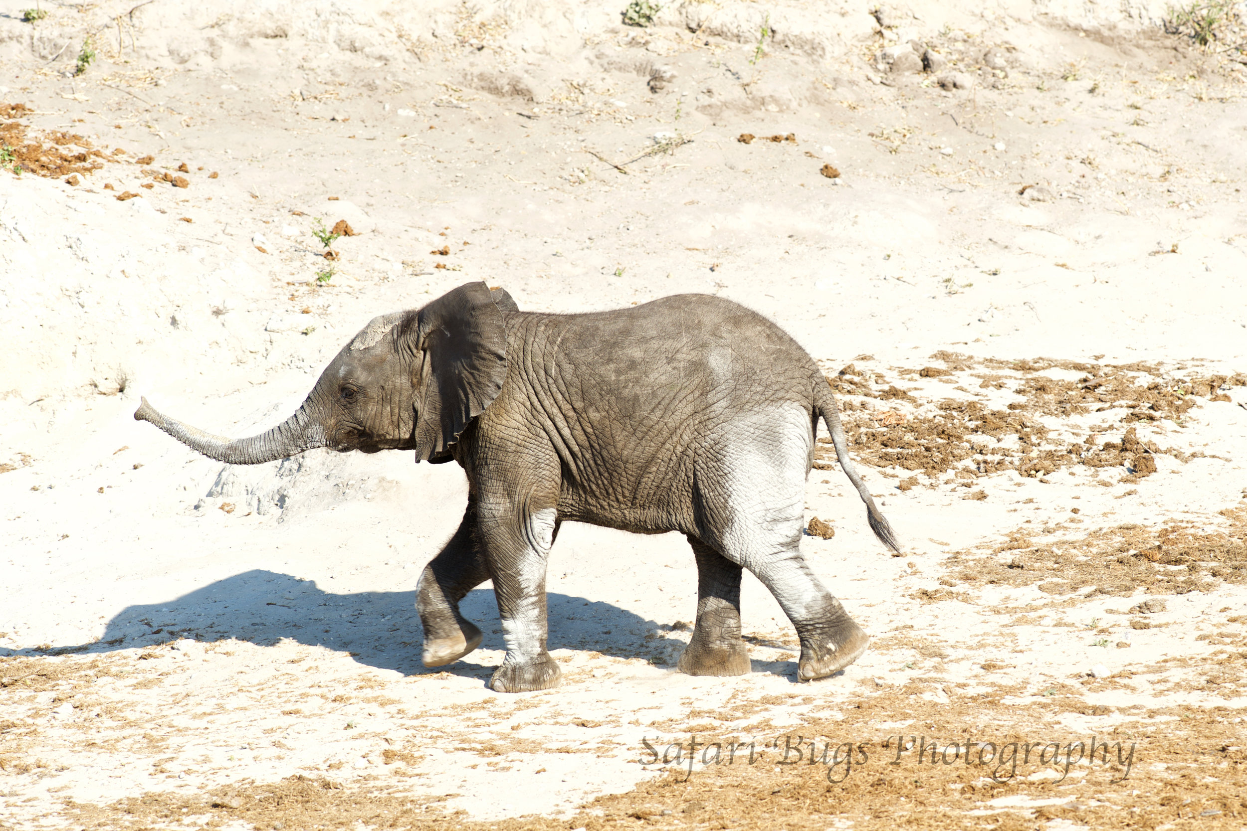 Chobe Game Lodge Elephant.jpg