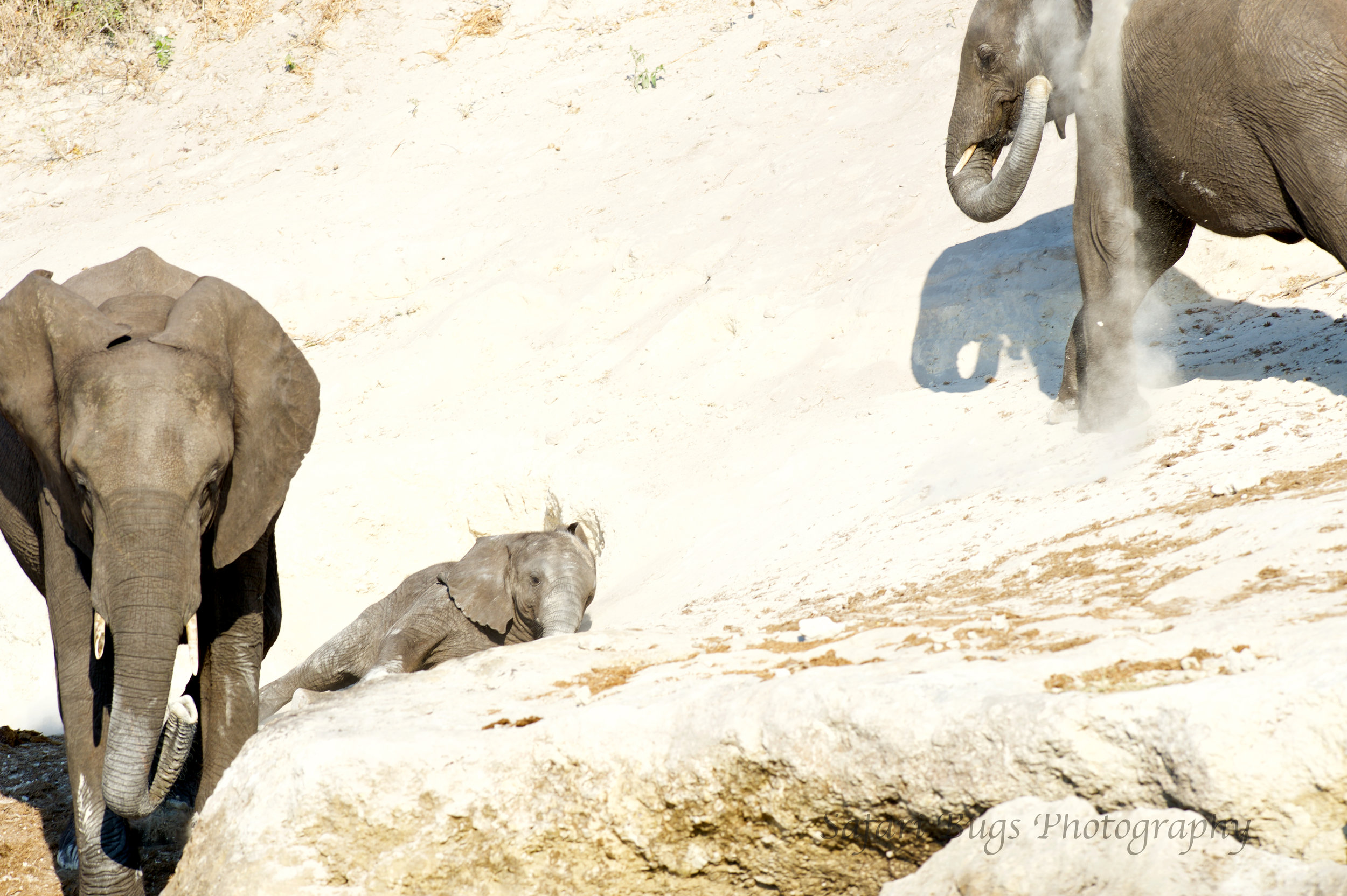 Chobe Game Lodge elephant (2).jpg