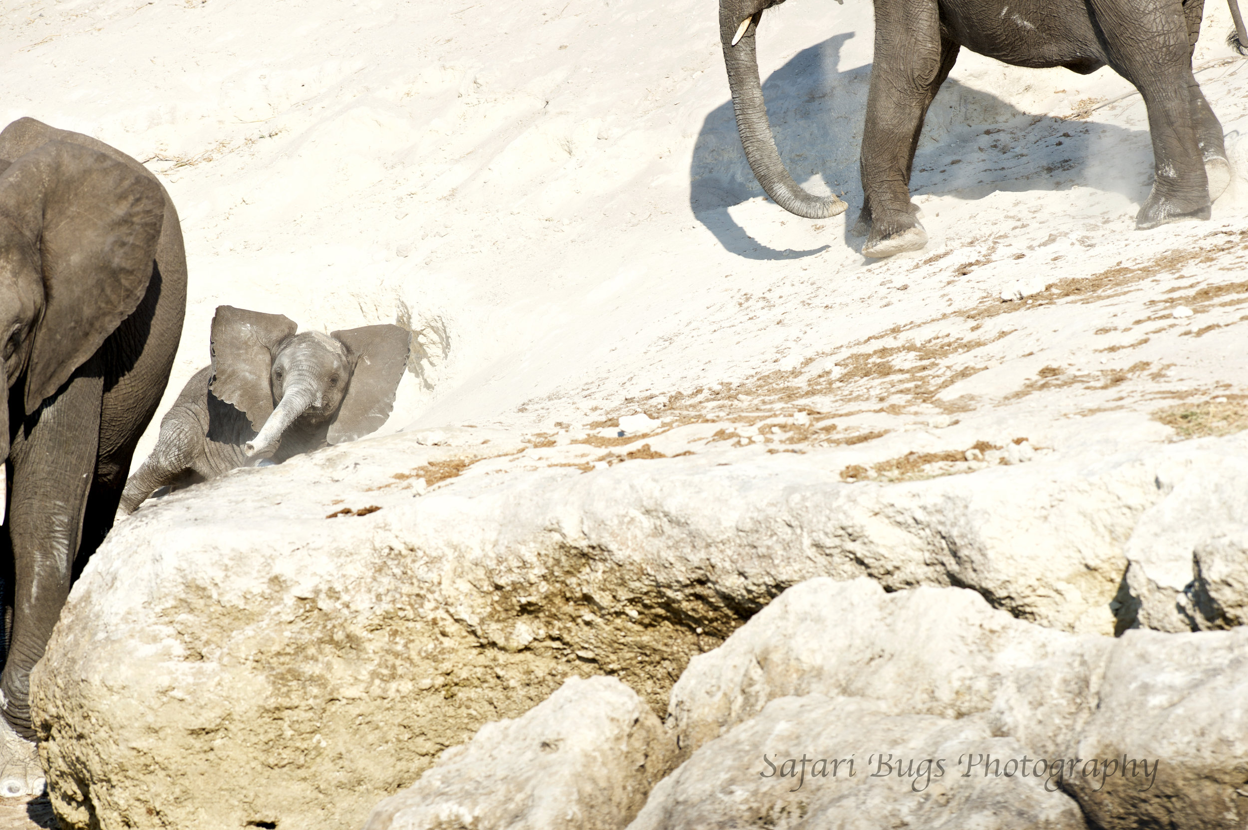 Chobe Game Lodge elephant (3).jpg