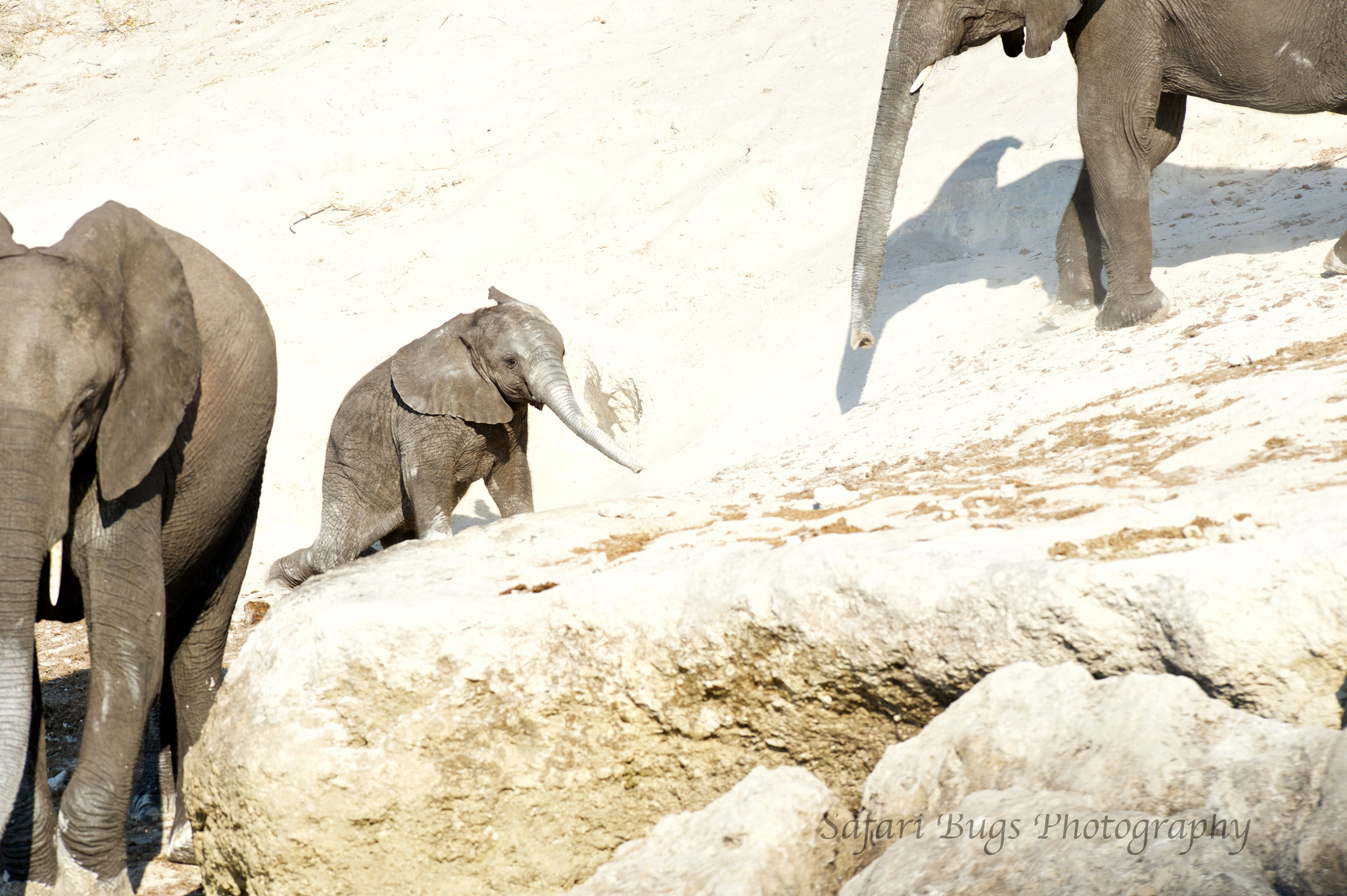 Chobe Game Lodge elephant (4).jpg