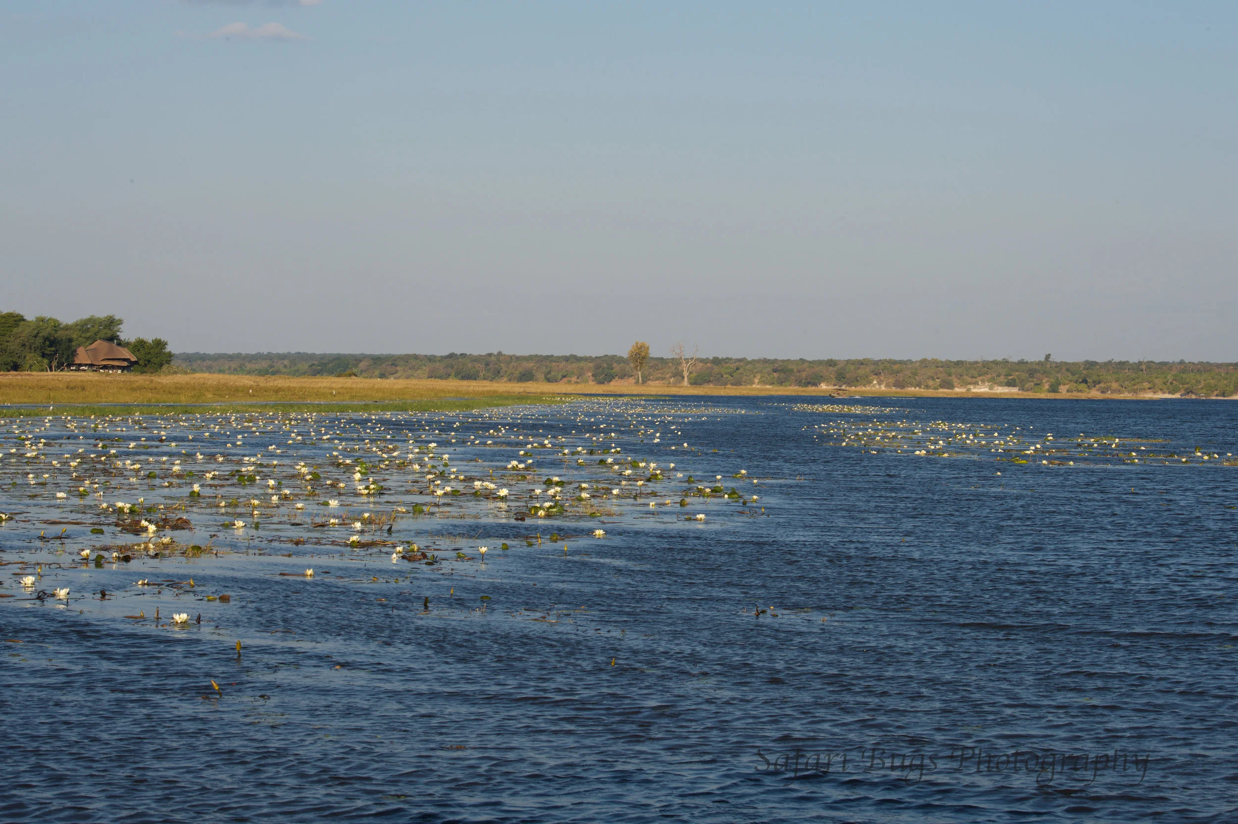 Chobe River from the Boat