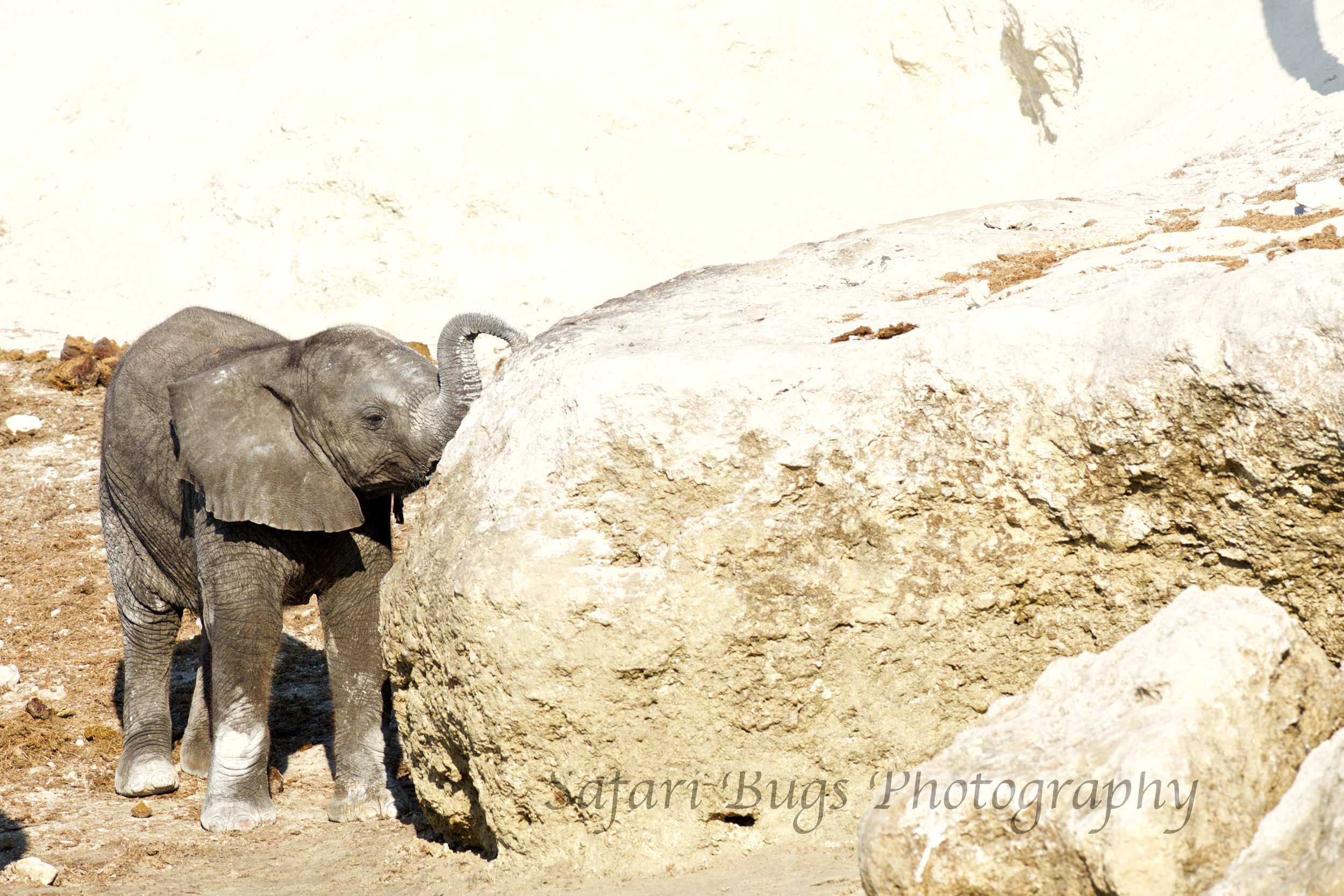 Chobe Game Lodge elephant (5).jpg